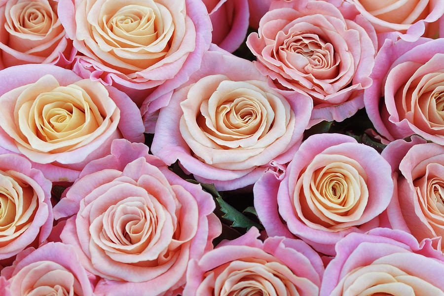 Pink And Apriocot Roses Photograph by Angelica Linnhoff