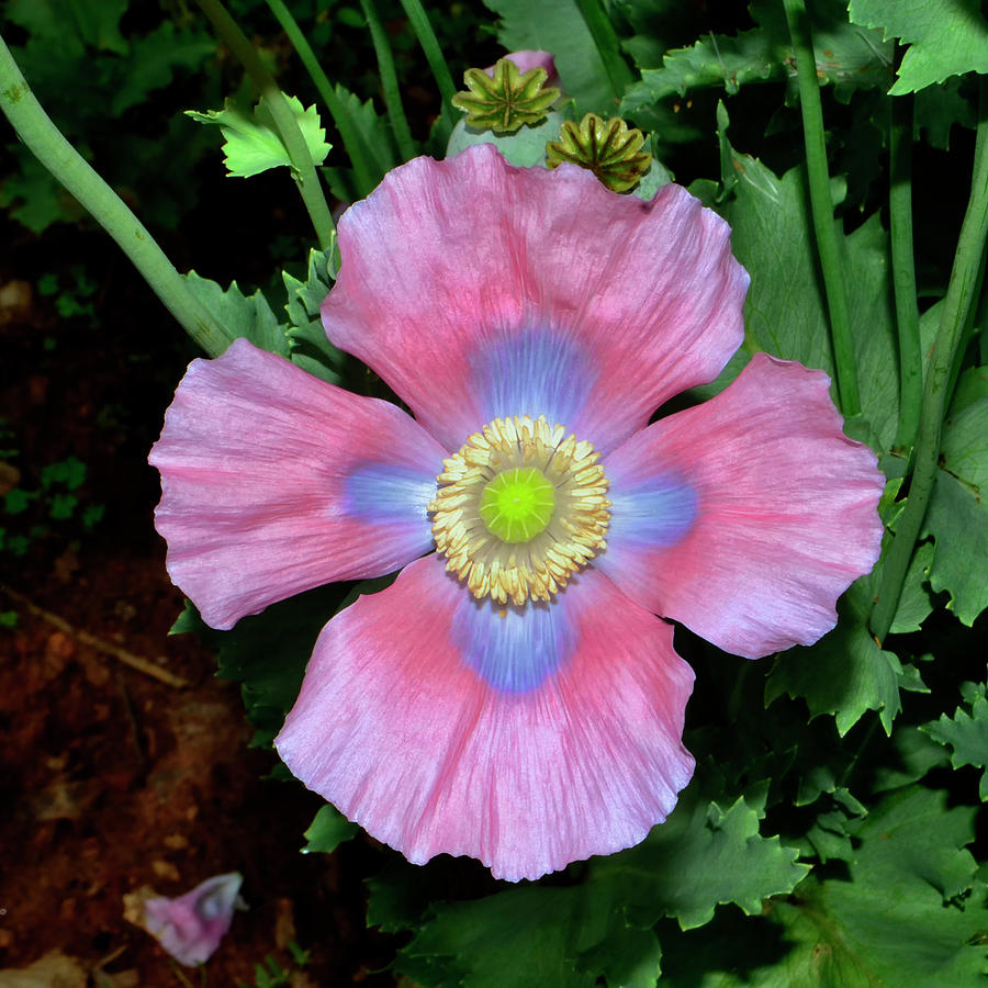 Pink And Blue Poppy 015 Photograph by George Bostian