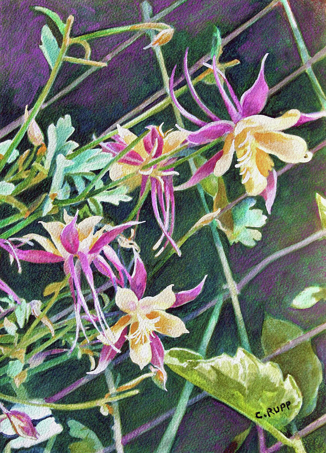 Flower Painting - Pink And Gold Columbine by Carol J Rupp