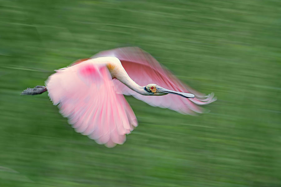 Spoonbill Photograph - Pink And Green by Cheng Chang