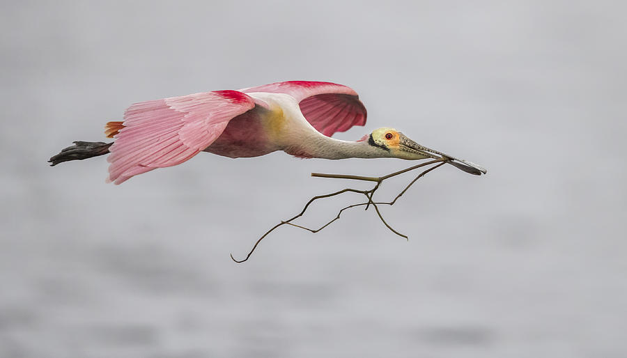 Wildlife Photograph - Pink And Grey by Greg Barsh
