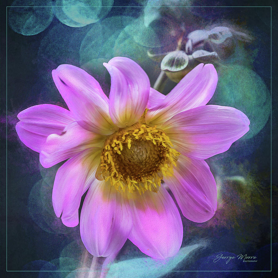 Pink and Lavender Dahlia Photograph by George Moore
