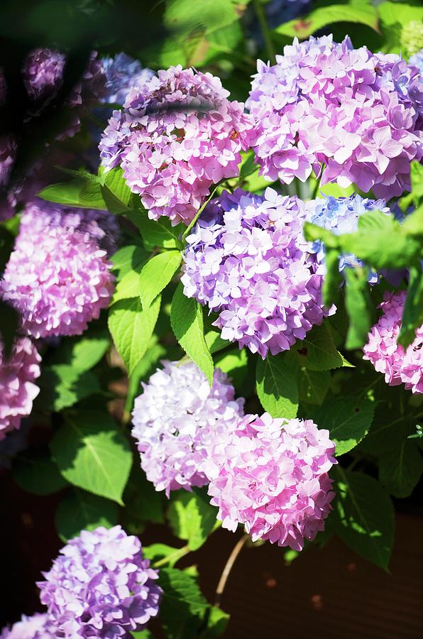 Pink And Lilac Flowering Hydrangeas In Garden Photograph by Winfried Heinze