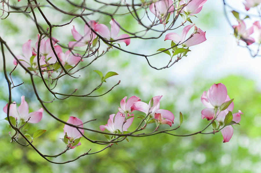 Pink and Mint Green of Dogwood Blooms Photograph by Jenny Rainbow