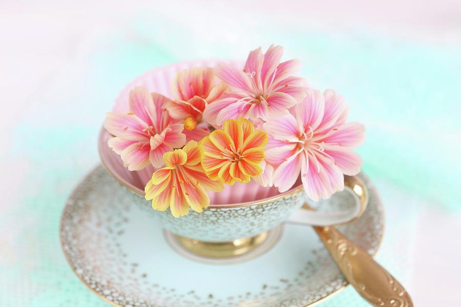 Pink And Orange Bitterroot Flowers In Vintage Espresso Cup Photograph by Regina Hippel