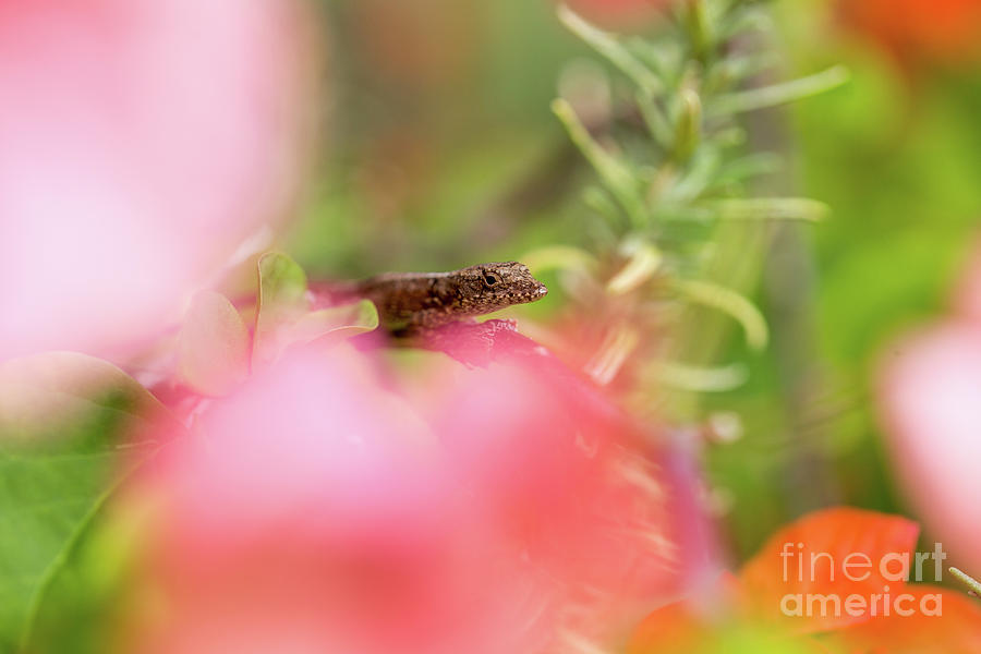 Gecko Garden  Photograph by Alanna DPhoto