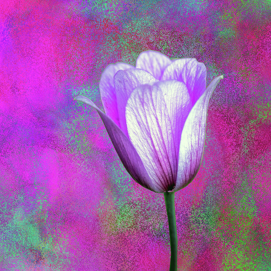 Tulip Mixed Media - Pink And Purple by Ata Alishahi