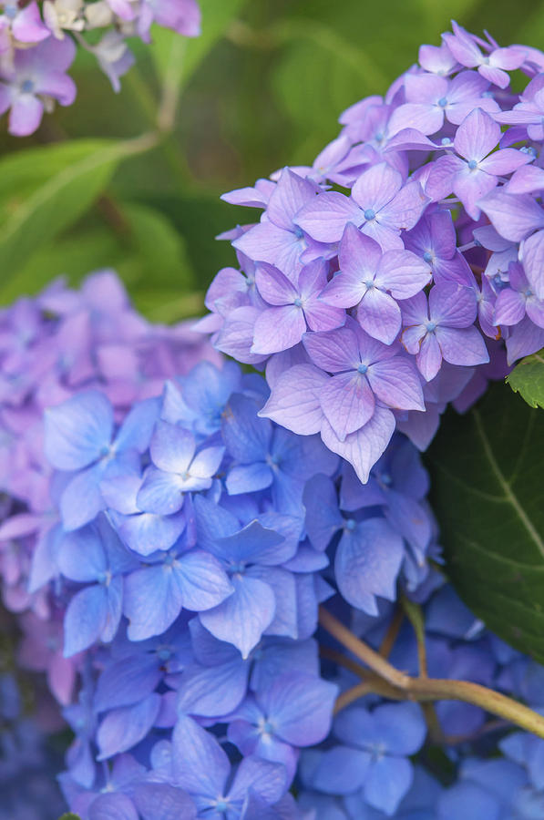 Pink and Purple Blooms of Hydrangea Photograph by Jenny Rainbow