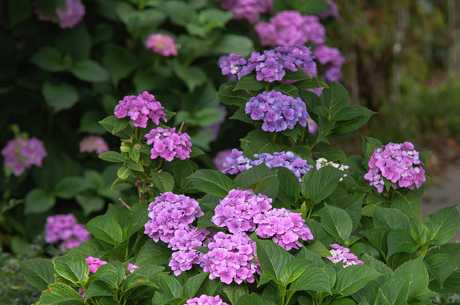 Pink and Purple blooms of Hydrangea Macrophylla Photograph by Jenny Rainbow