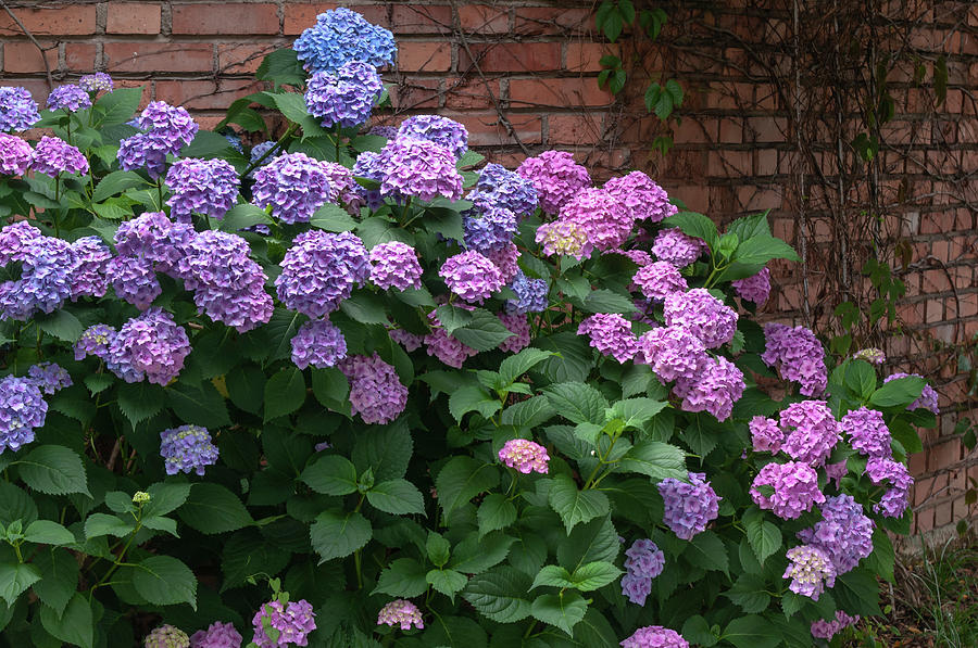 Pink and Purple Hydrangea Blooms Photograph by Jenny Rainbow