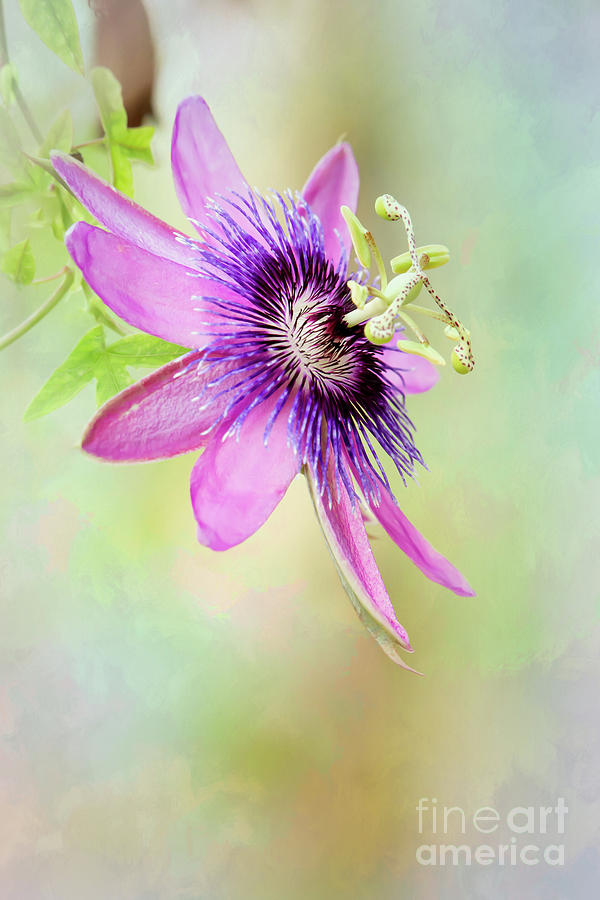 Pink and Purple Passion Photograph by Sabrina L Ryan