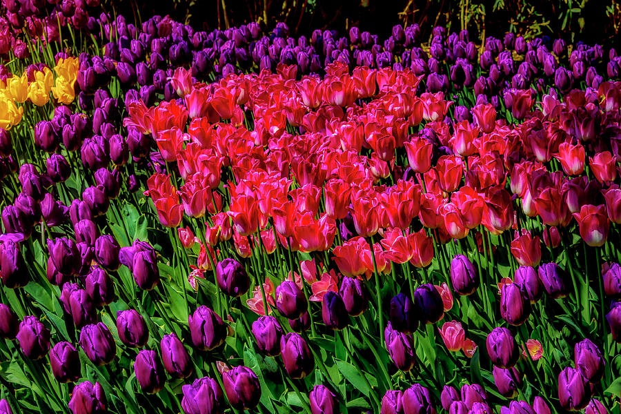 Pink And Purple Tulips Photograph by Garry Gay