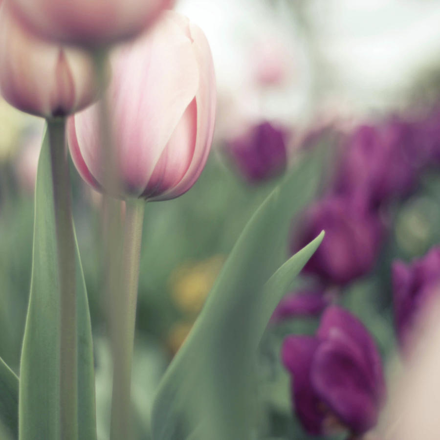 Pink And Purple Tulips Photograph by Liz Rusby