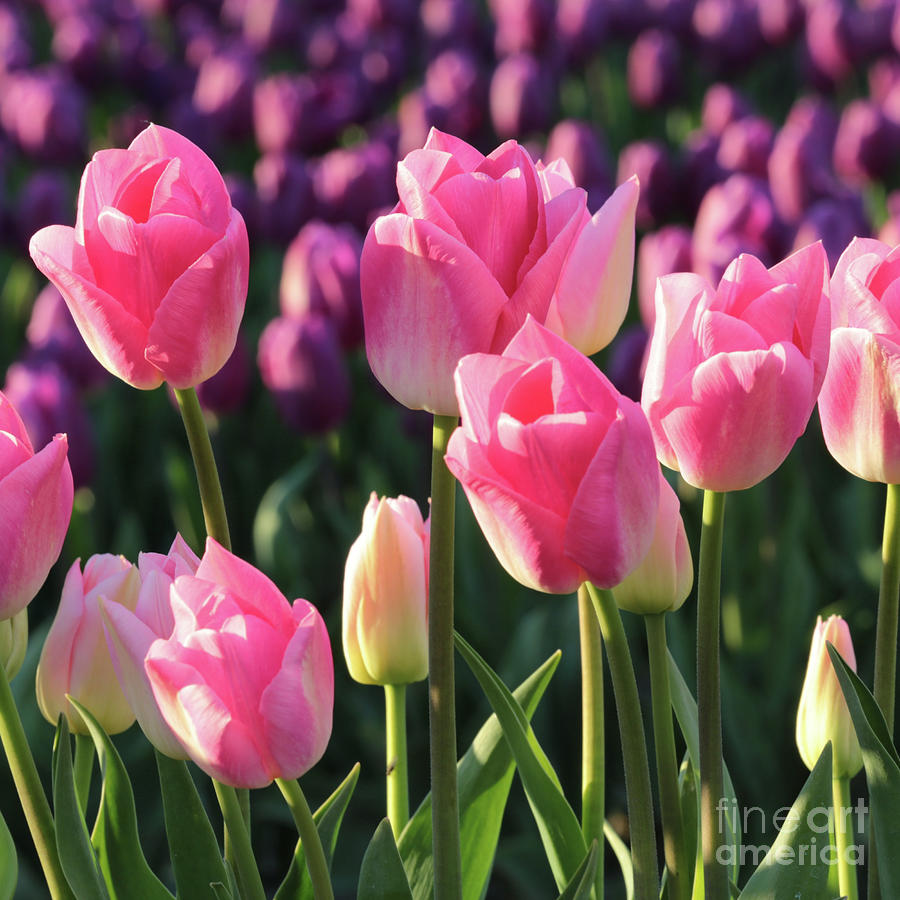 Pink and Purple Tulips Square Photograph by Carol Groenen