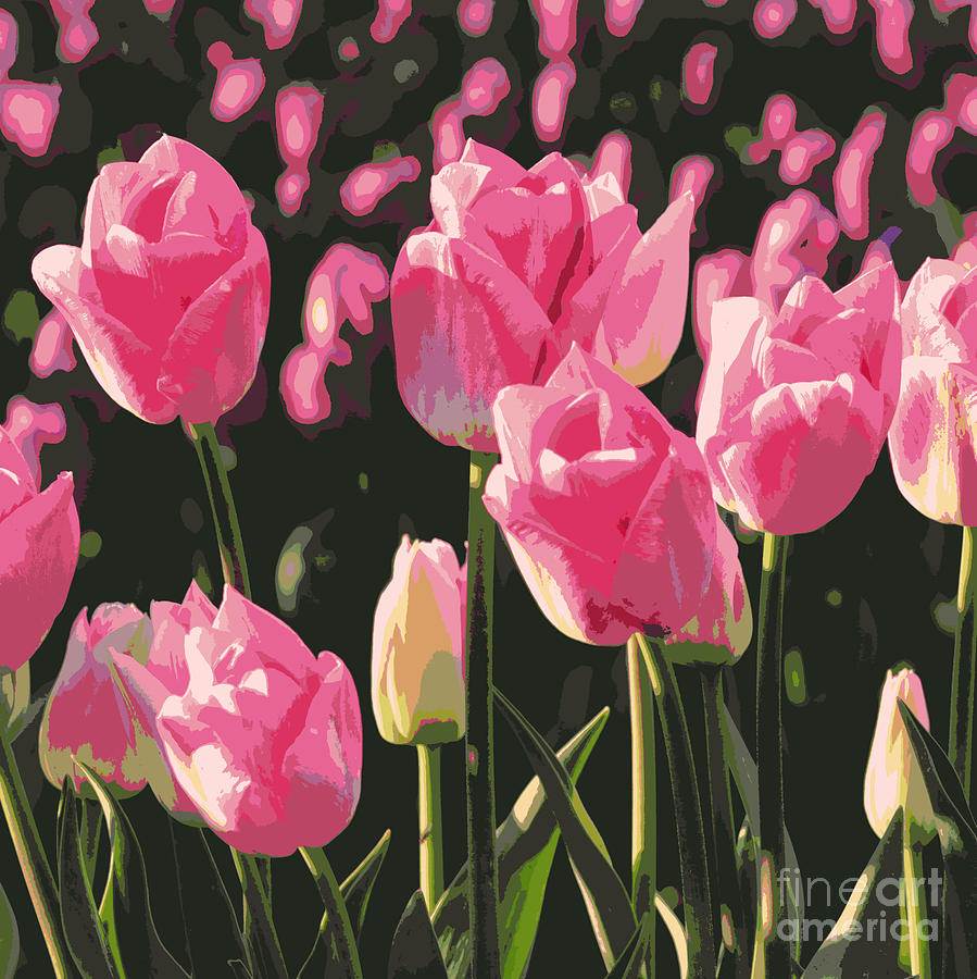 Pink and Purple Tulips Square Digital Art Photograph by Carol Groenen