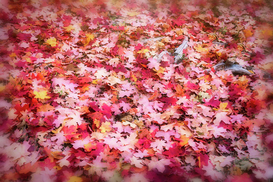 Pink and Red Maple Confetti  Photograph by Saija Lehtonen