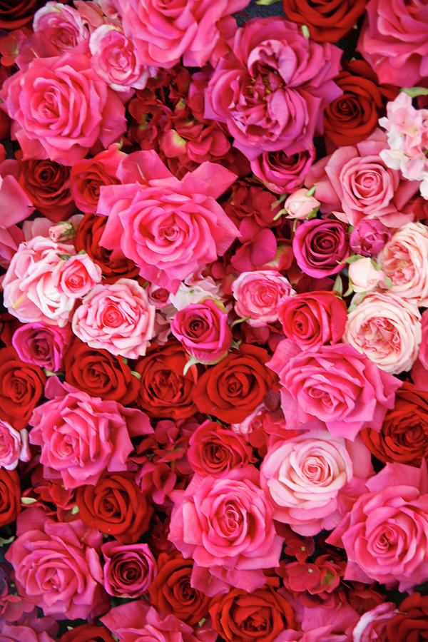 Pink And Red Roses Photograph by Eva Ritchie