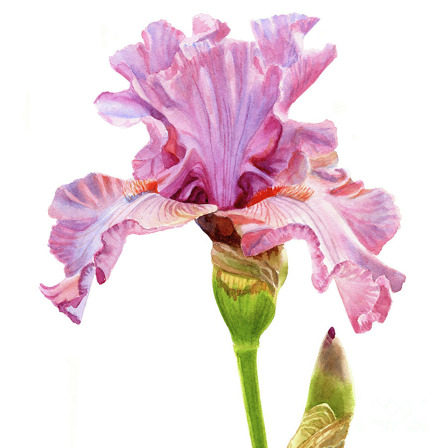 Iris Painting - Pink and Violet Elegant Iris square design by Sharon Freeman