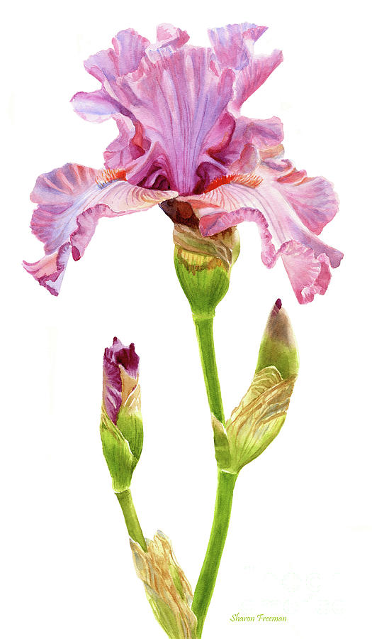 Pink and Violet Elegant Iris with Buds Painting by Sharon Freeman