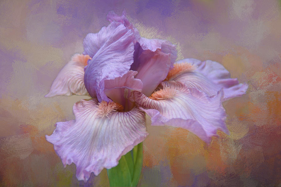 Iris Photograph - Pink and Violet by Isabela and Skender Cocoli