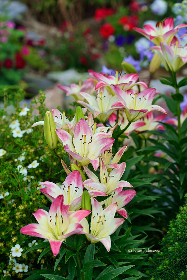 Pink And White Asiatic Lilies Photograph by Kae Cheatham