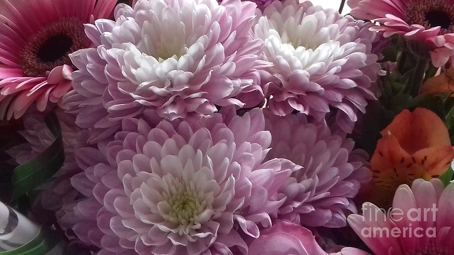 Pink and White Chrysanthemums Photograph by Joan-Violet Stretch