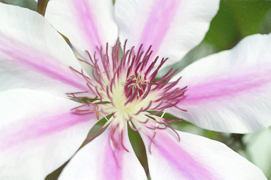Wine Photograph - Pink and White Clematis Blossom Macro by Kathy Clark