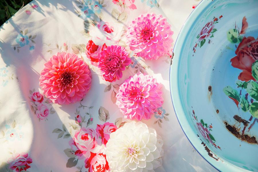 Pink And White Dahlia Flowers On Vintage-style Tablecloth Photograph by Syl Loves