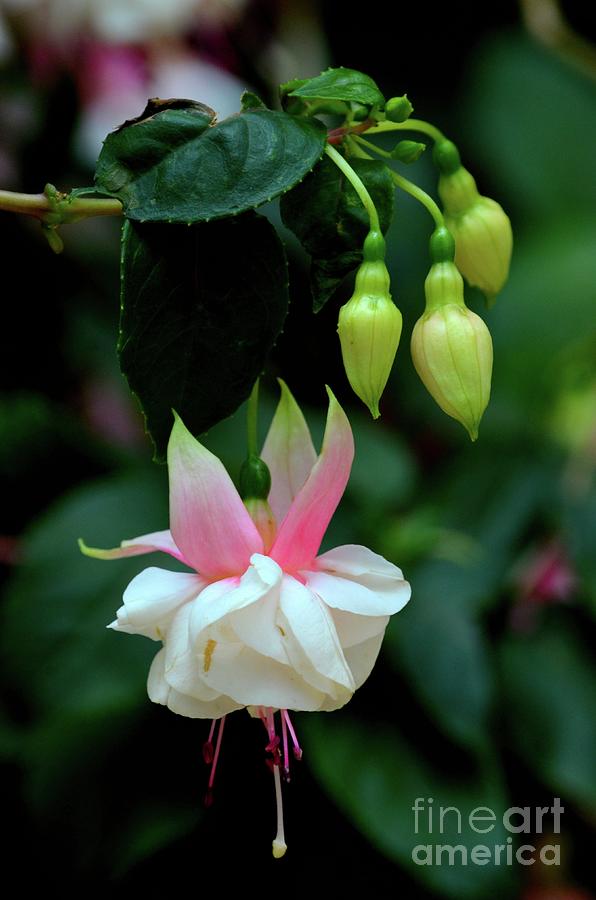 Pink and white flower with several buds and leaves hanging from stem Photograph by Imran Ahmed
