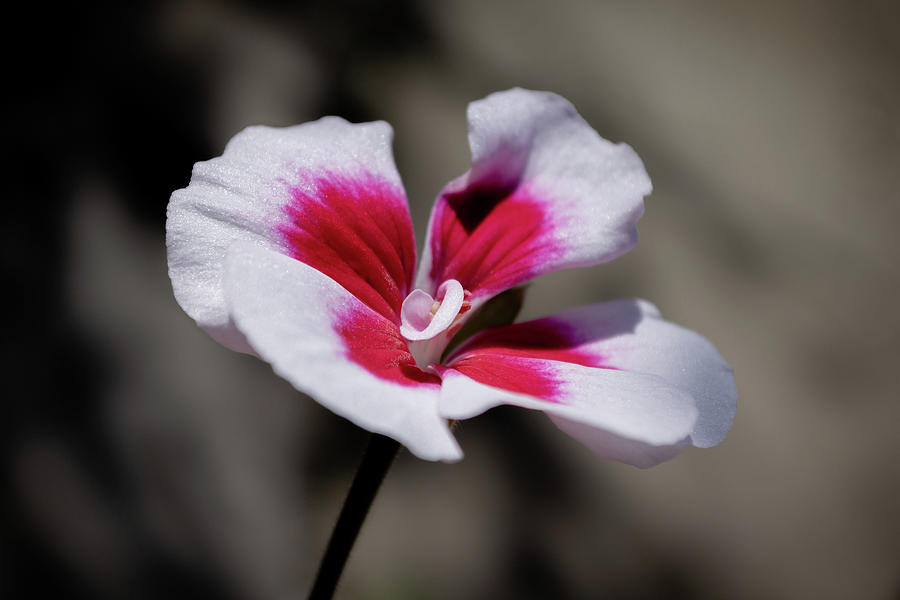 Pink and white geranium Photograph by Scott Lyons