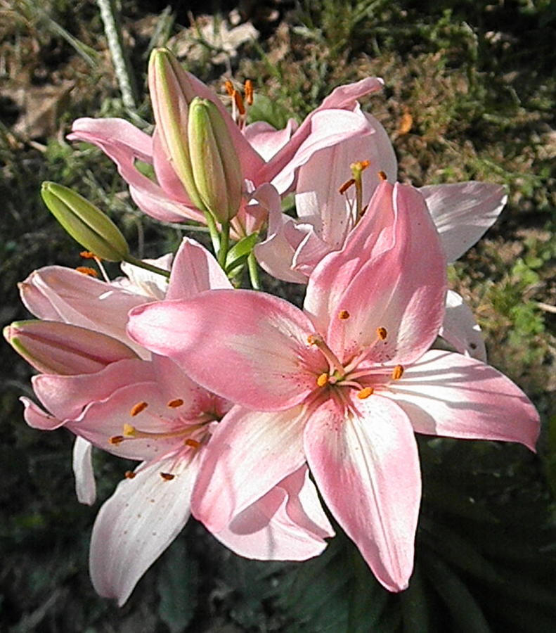 Pink and White Lilies Photograph by Barbara Keith