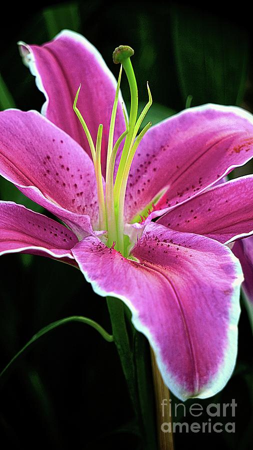 Pink And White Lily Digital Art