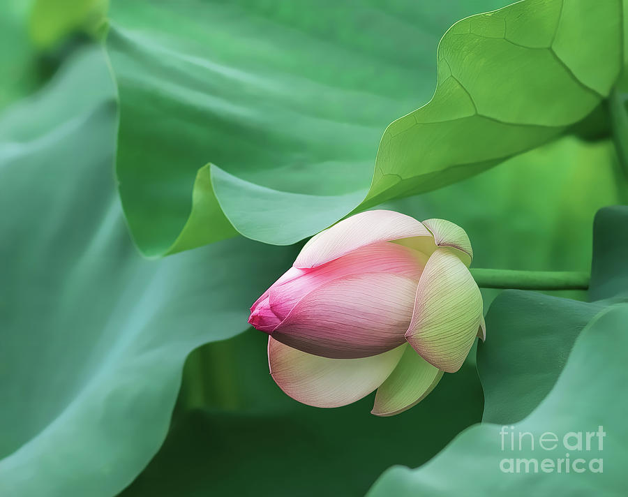 Pink And White Lotus Photograph
