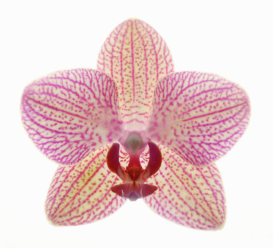 Pink And White Orchid Flower Photograph by Rosemary Calvert