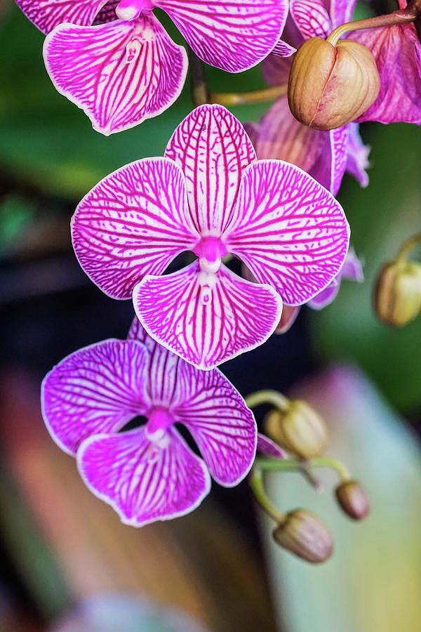 Pink and White Orchids Photograph by Rebekah Zivicki