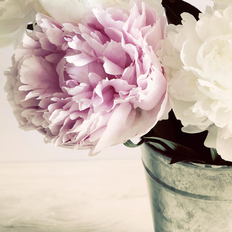 Still Life Photograph - Pink And White Peonies In A Vase by Tom Quartermaine
