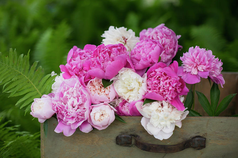 Pink And White Peonies In Old Suitcase Photograph by Alicja Koll - Fine ...