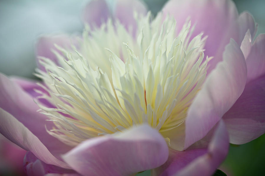 Pink And White Peony by Lynda Murtha