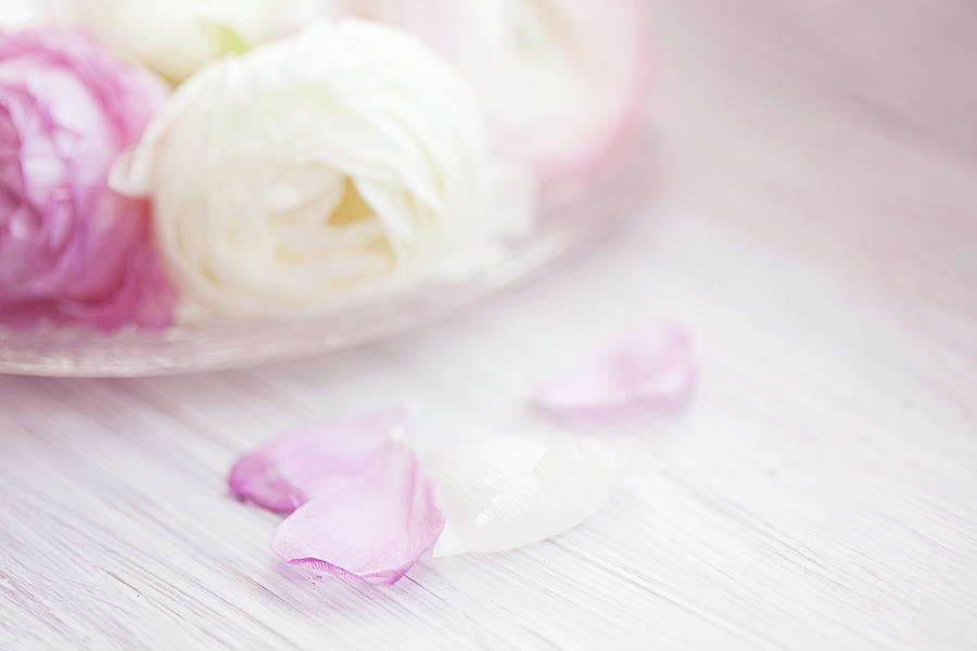 Pink And White Ranunculus Flowers Photograph by Isabelle Lafrance Photography