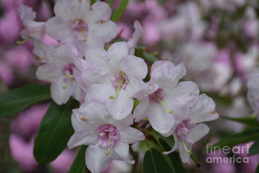 Pink and White Rhododendron Flowers Blooming on a Bush Photograph by DejaVu Designs