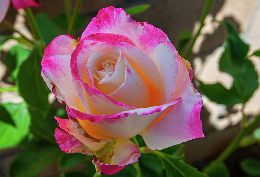 Pink and White Rose Photograph by Anthony Jones