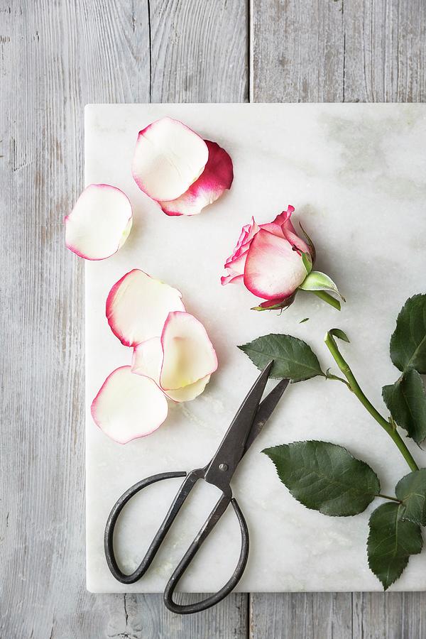 Pink And White Rose With A Cut Stem, Rose Petals And Scissors On A White Marble Board On A Grey Wooden Table Photograph by Sarah Coghill
