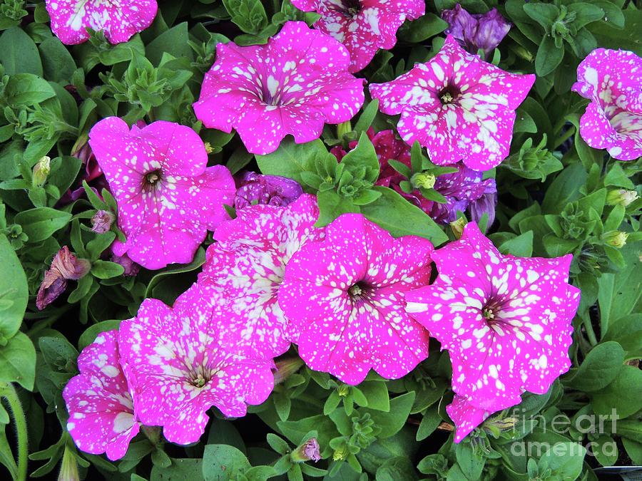 Pink and White Splattered Petunias Photograph by Julie Rauscher