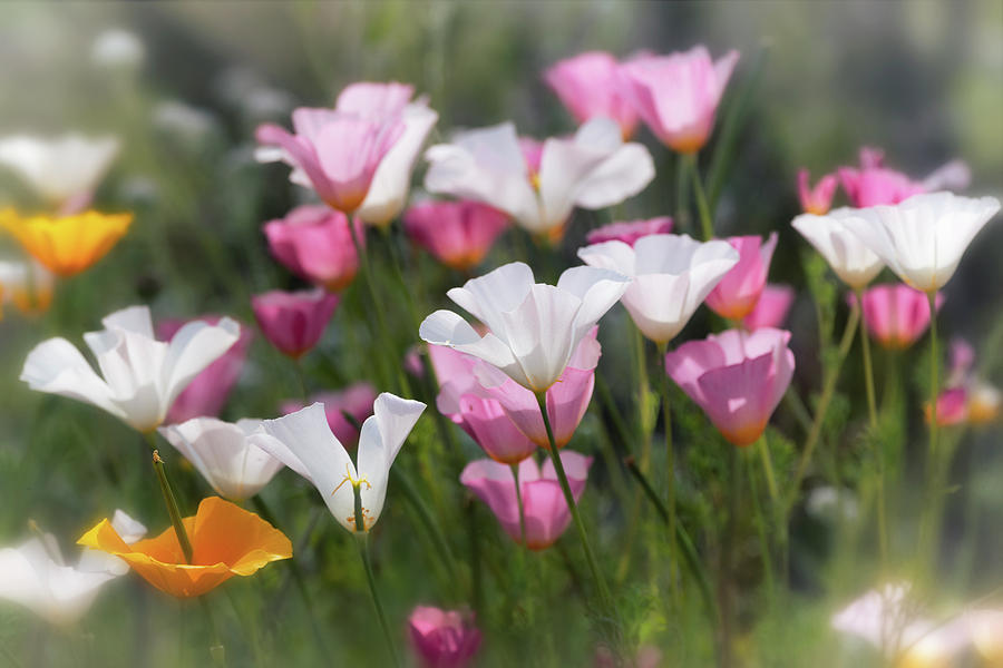 Pink And White Spring Poppies  Photograph by Saija Lehtonen