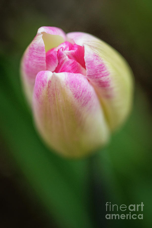 Pink and White tulip Photograph by Alana Ranney