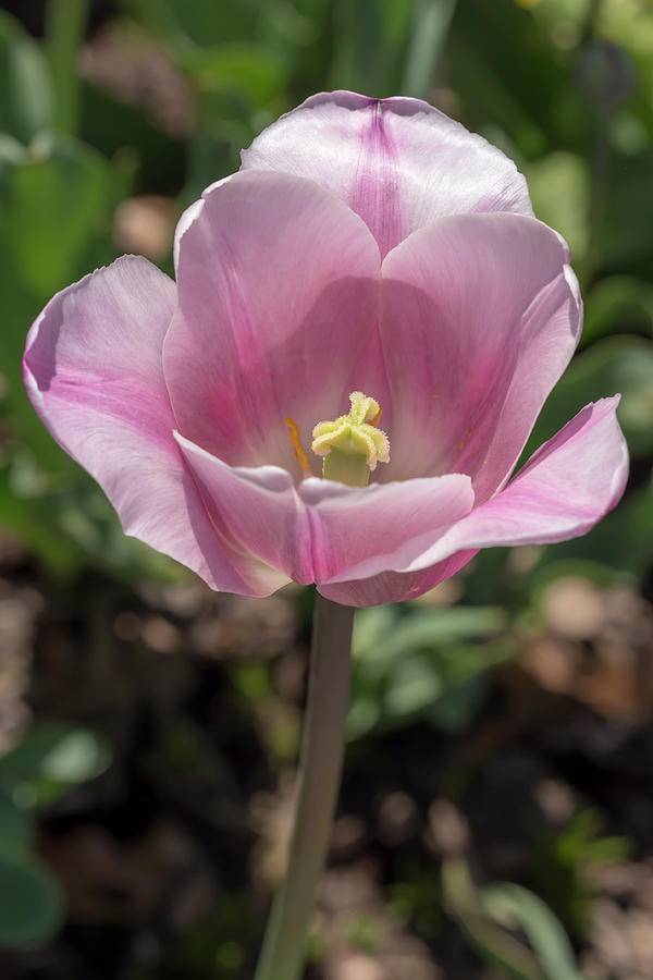 Pink-and-White Tulip Photograph by Dawn Cavalieri