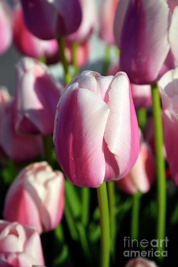 Pink and White Tulips Photograph by Denise Bruchman