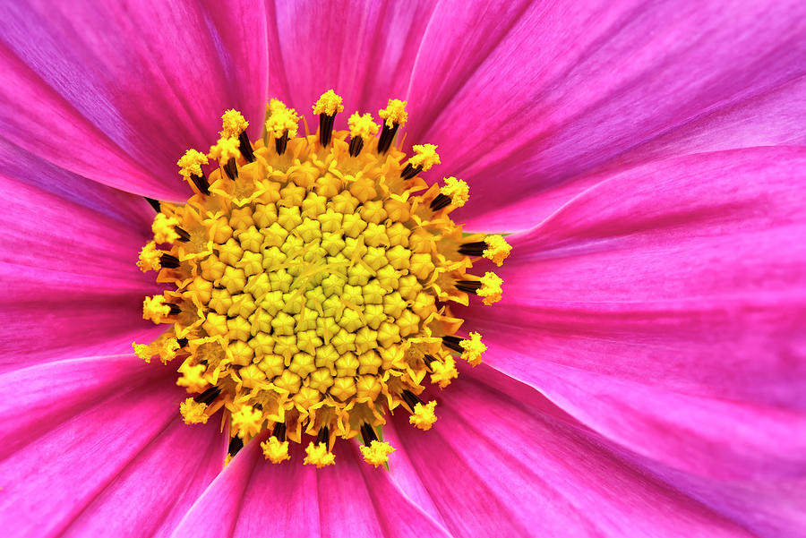 Pink And Yellow Cosmos Flower Photograph by Cora Niele | Fine Art America