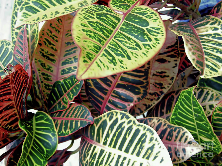 Pink and Yellow Croton Photograph by D Hackett