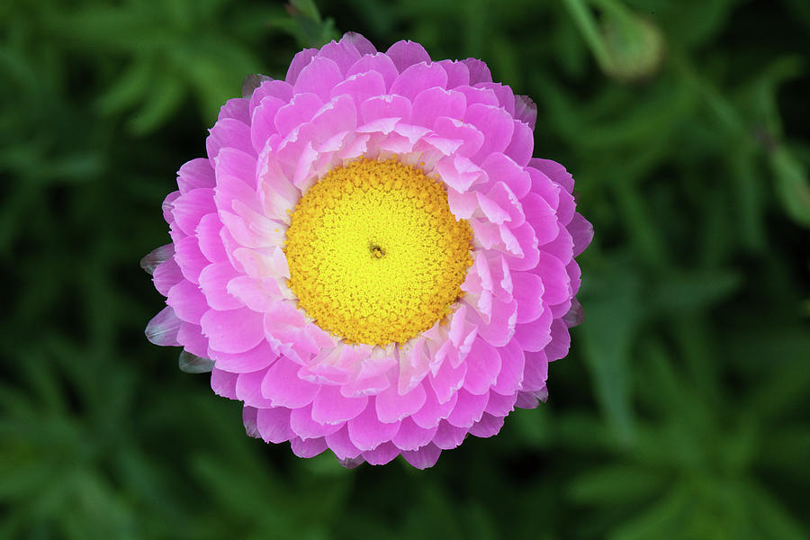Pink And Yellow Flower Photograph by Dave G Kelly